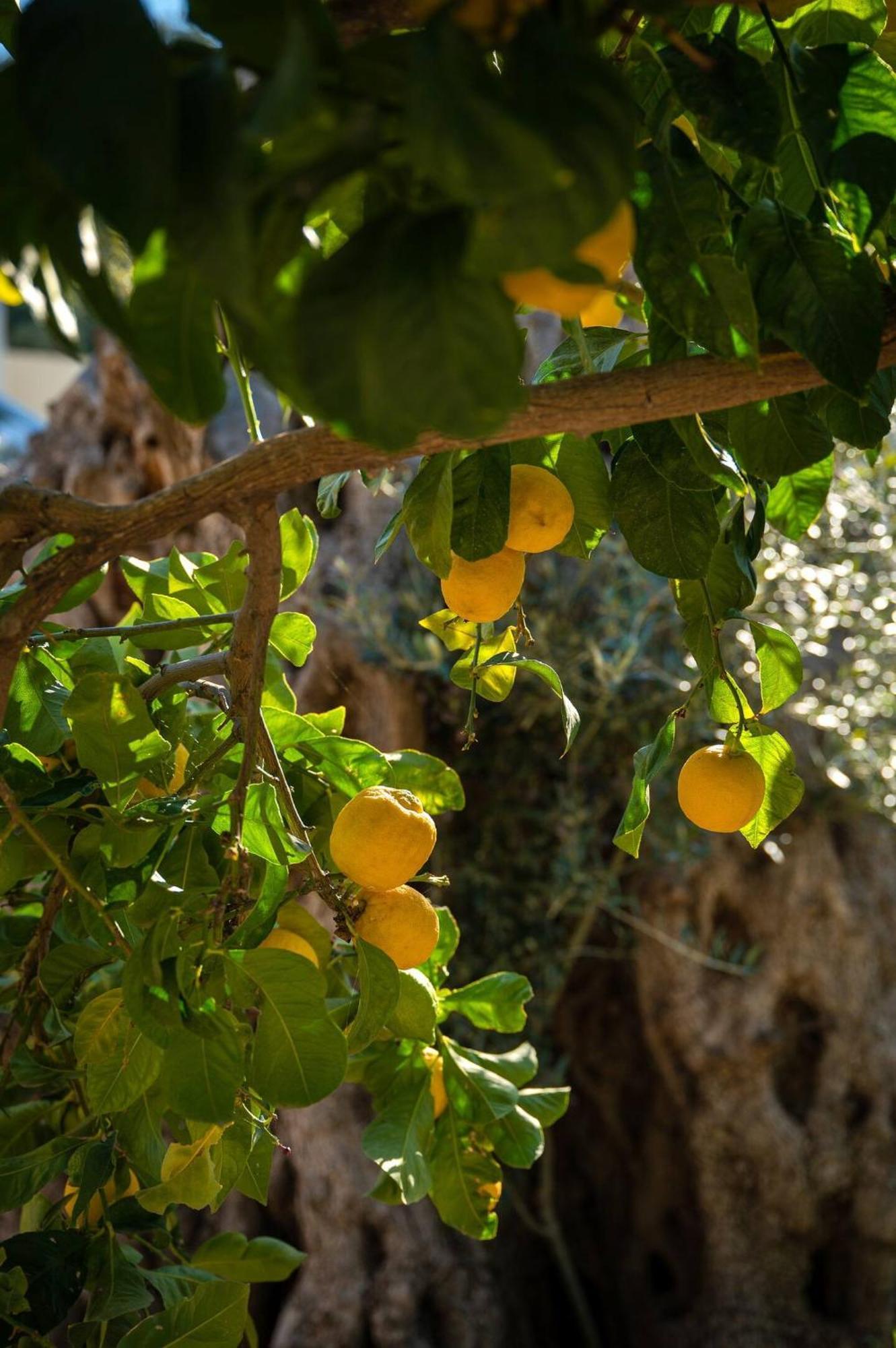 Physis Country House Near Matala Beach & Faistos Kouses Экстерьер фото